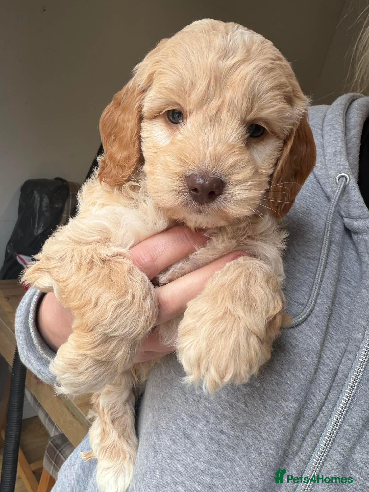 Cavapoo dogs Cavapoo in Southampton - Advert 1