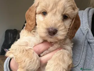 Cavapoo dogs Cavapoo in Southampton - Advert 1