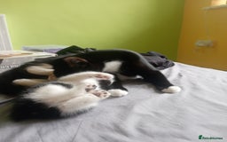 British Shorthair cats for sale: 2 boy kittens for sale - Image 3