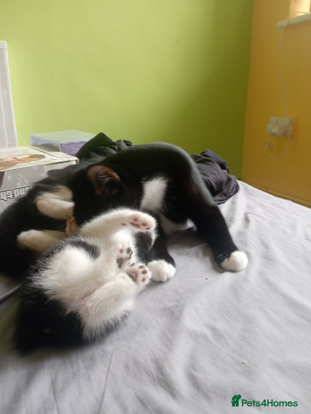 British Shorthair cats for sale: 2 boy kittens for sale - Image 3