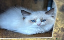 Ragdoll cats for sale: Gorgeous litter of bicolour kittens GCCF reg - Image 4