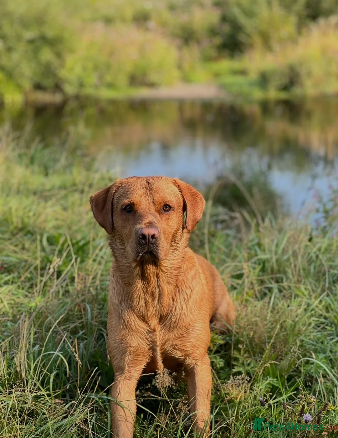 Labrador Retriever dogs for stud: KC registered and fully health checked  - Advert 11
