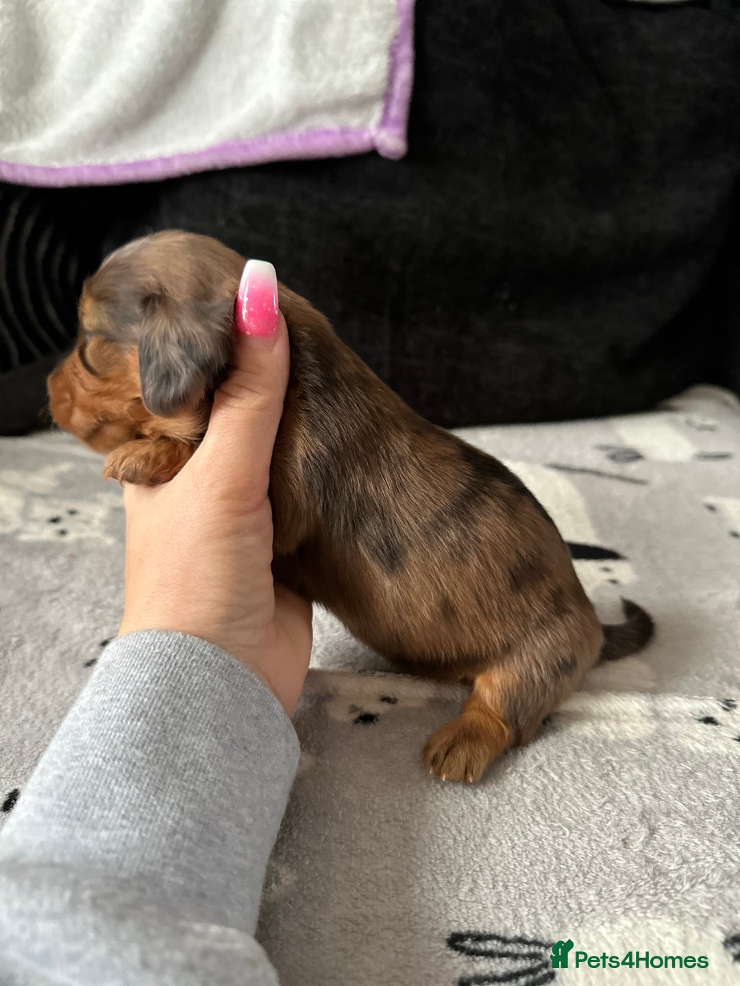 Miniature Dachshund dogs for sale: Miniature Dachounds  - Advert 21