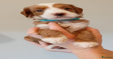 Mixed Breed dogs - Advert 9