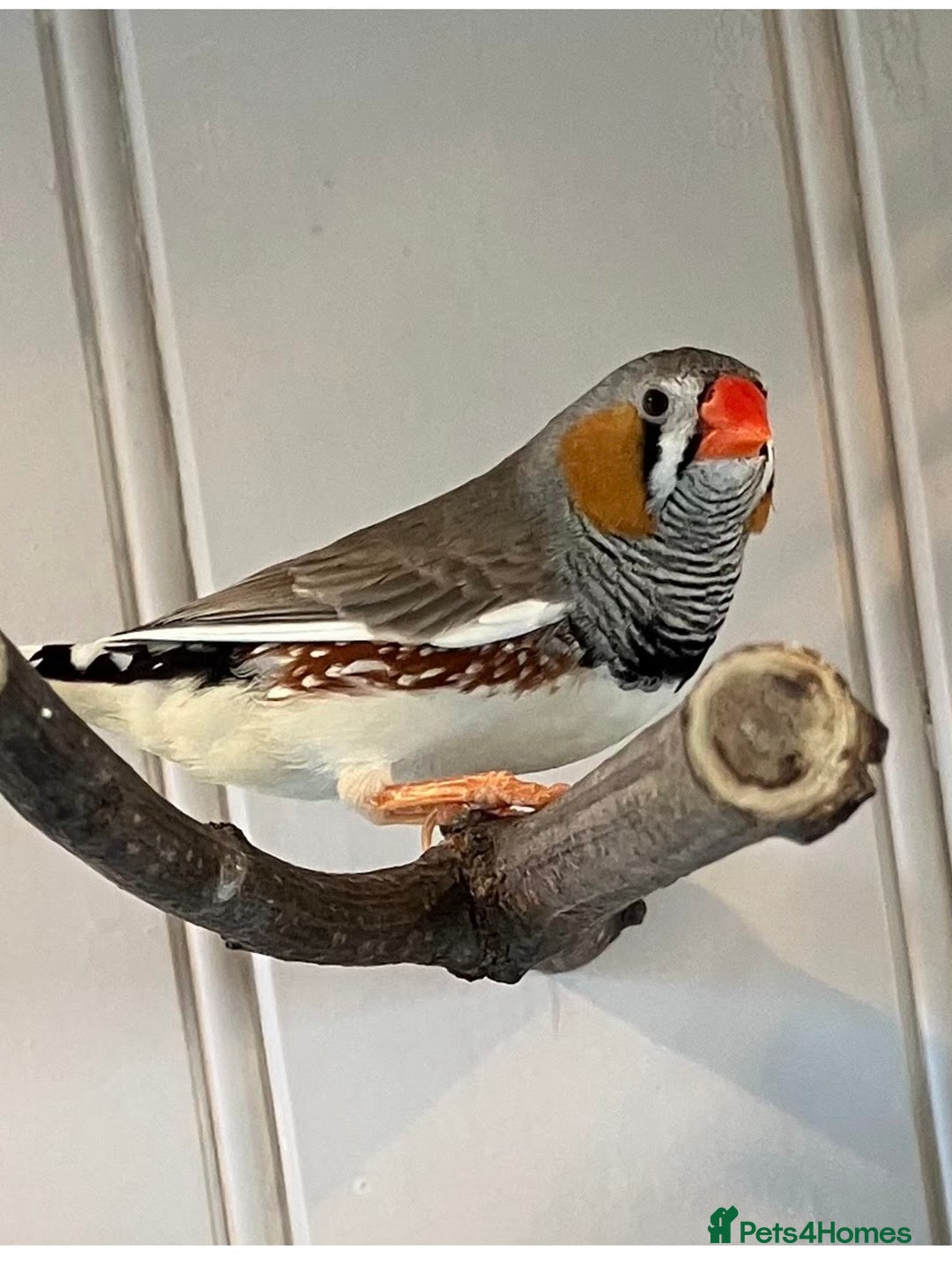 Finches birds for sale: Zebra Finches  - Advert 3