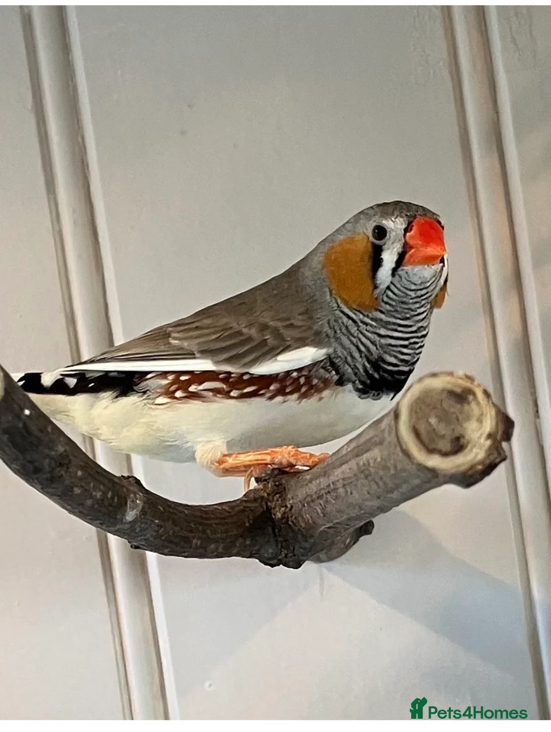 Finches birds for sale: Zebra Finches  - Advert 3