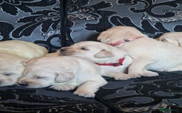 Golden Retriever dogs for sale: 🐾Pure Golden retrievers puppy🐾 - Image 27