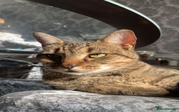 Domestic Shorthair cats for sale: For adoption  - Image 1