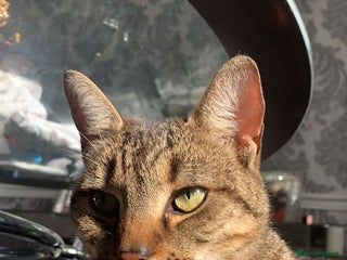 Domestic Shorthair cats - Advert 1