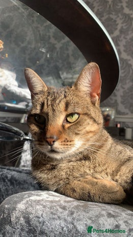 Domestic Shorthair cats - Advert 1