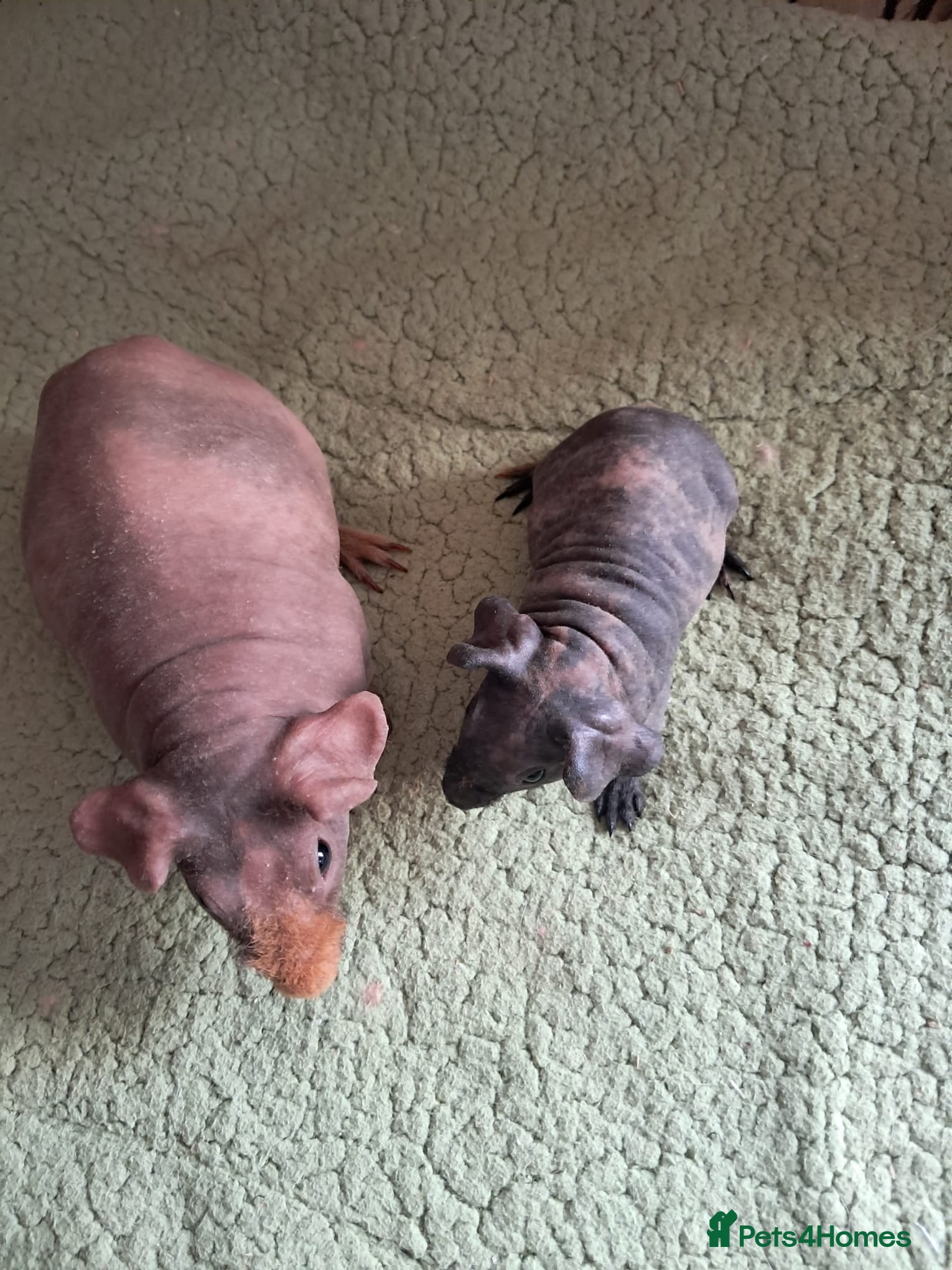 Guinea Pig rodents BEAUTIFUL MOTHER AND BABY DAUGHTER SKINNY PIGS.  - Advert 17