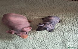 Guinea Pig rodents for sale: BEAUTIFUL MOTHER AND BABY DAUGHTER SKINNY PIGS.  - Image 1