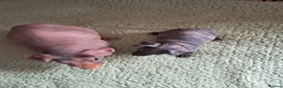 Guinea Pig rodents for sale: BEAUTIFUL MOTHER AND BABY DAUGHTER SKINNY PIGS.  - Advert 1