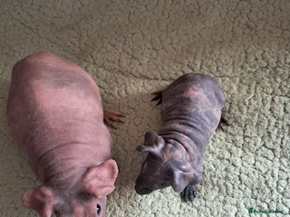 Guinea Pig rodents for sale - Advert 4