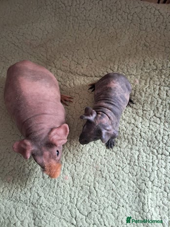 Guinea Pig rodents - Advert 4