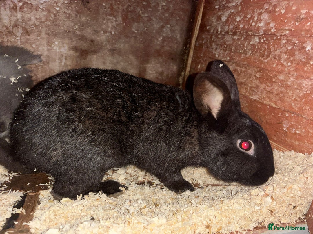 Mixed Breed rabbits for sale: Female rabbit  - Advert 2