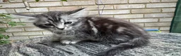 Maine Coon cats for sale: Maine Coon Bengal Cross Kittens - Advert 18