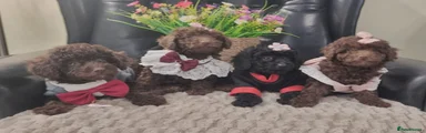 Miniature Poodle Puppy 2