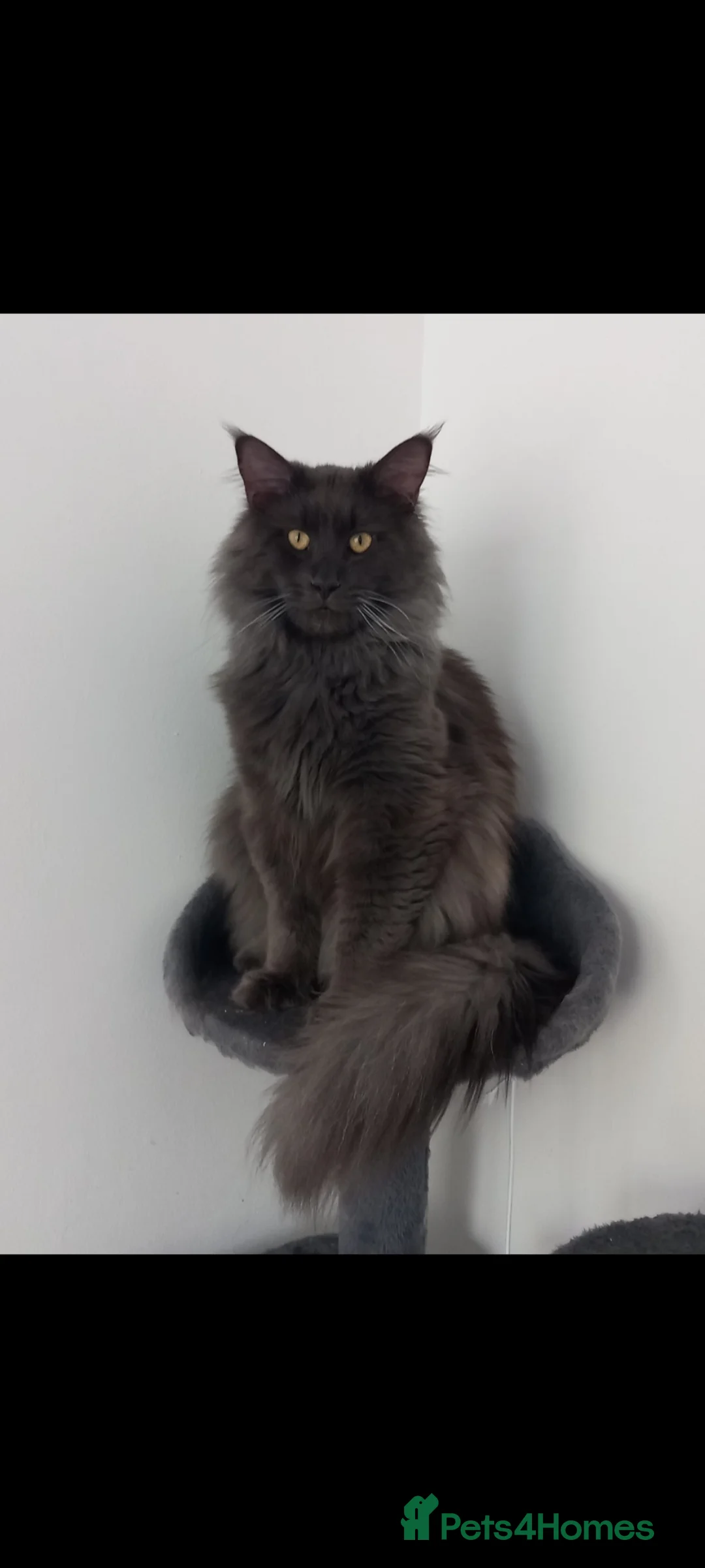 Maine Coon cats for sale: Maine Coon X Ragdoll Kittens in Colchester - Advert 11