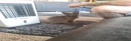 Maine Coon cats for sale: Beautiful maincoon  - Advert 1