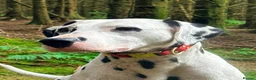Dalmatian dogs for sale: Perdi's litter in Yeovil - Advert 12
