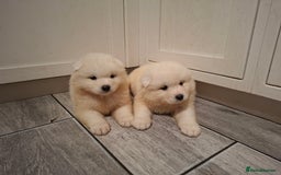 Samoyed dogs for sale: Beautiful Samoyed Puppies Ready Soon! - Advert 9