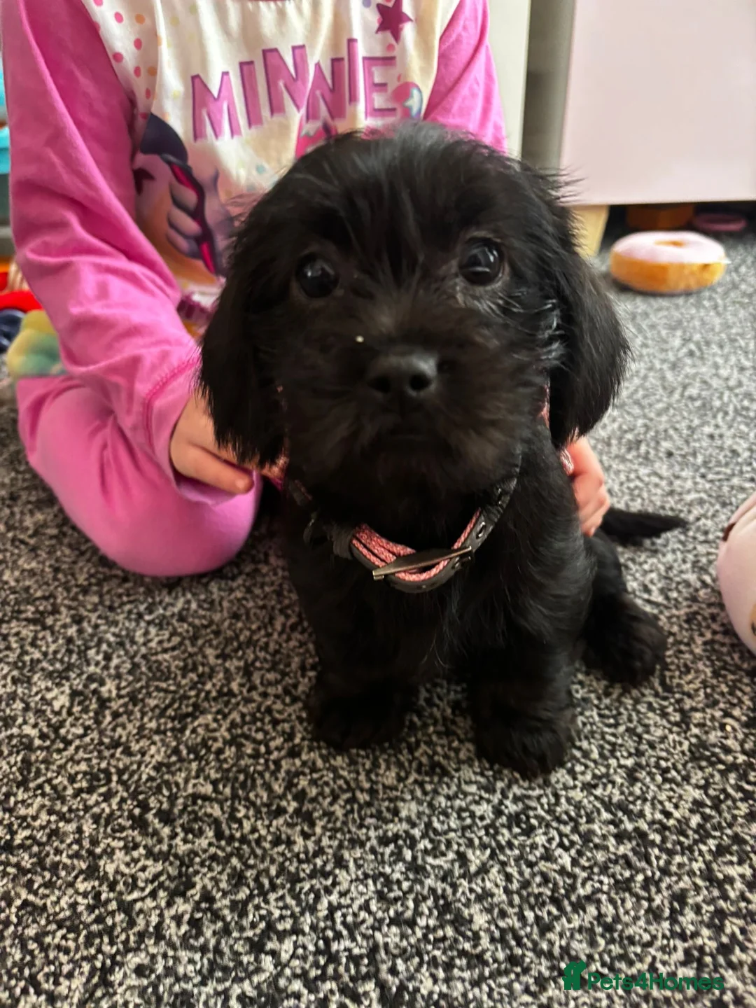 Mixed Breed dogs for sale: Shihtzu x mini wire daxi adorable  - Advert 2