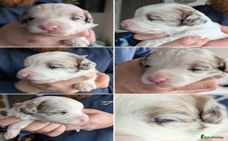 Bordoodle dogs - Advert 34