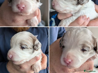 Bordoodle dogs - Advert 12