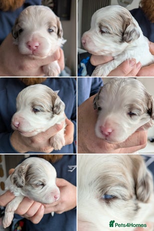 Bordoodle dogs - Advert 2