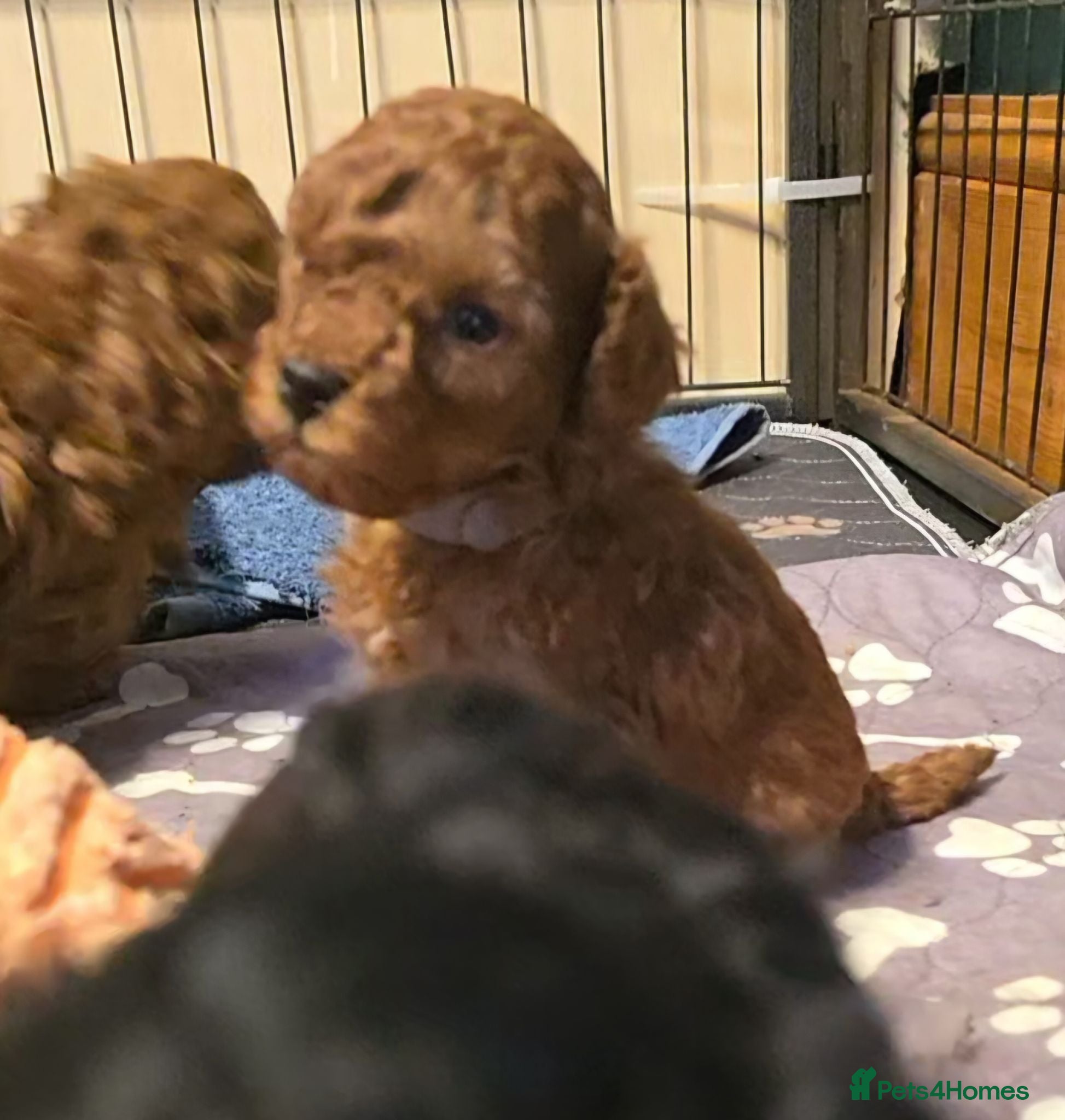 Toy Poodle dogs 🔥🔥2left🔥🔥Exquisite red Toy Poodle 5⭐️licensed - Advert 4