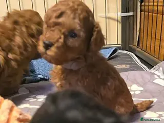 Toy Poodle dogs 🔥🔥2left🔥🔥Exquisite red Toy Poodle 5⭐️licensed - Advert 4