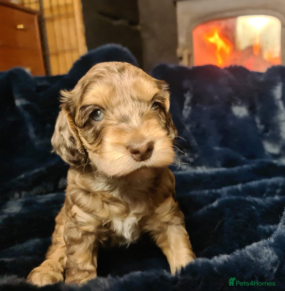 Cockapoo dogs for sale: Exceptional Cockapoo Puppies for Sale - Advert 28