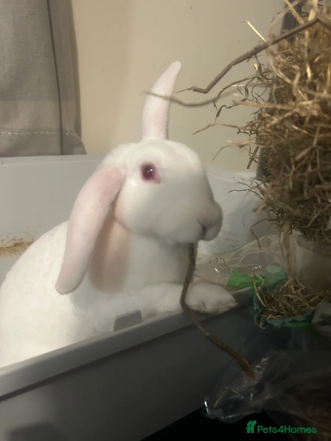 Mixed Breed rabbits for sale: 2 beautiful female rabbits - Advert 6