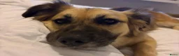 Mixed Breed dogs for adoption: Meet Honey, currently residing in Essex in Clacton-on-Sea - Advert 8