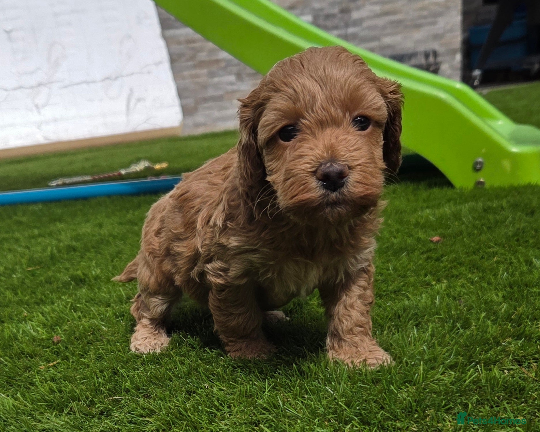 Cockapoo dogs Outstanding cockapoo puppies - Advert 2