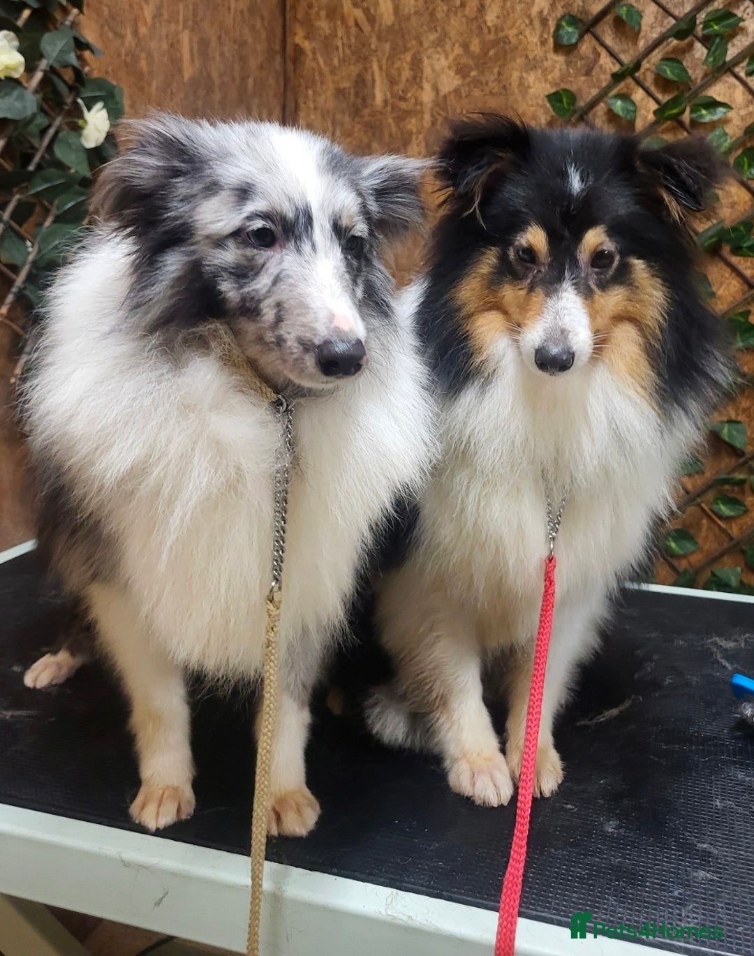 Shetland Sheepdog dogs for stud:  Bi Blue - STUD ONLY!  - Advert 1