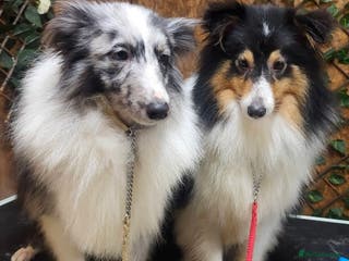 Shetland Sheepdog dogs Bi Blue - STUD ONLY! - Advert 12