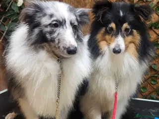 Shetland Sheepdog dogs Bi Blue - STUD ONLY! - Advert 7