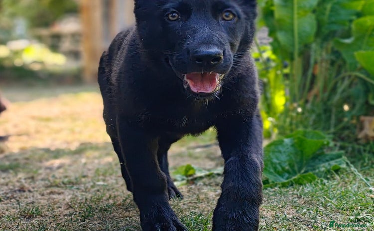 German Shepherd dogs - Advert 2