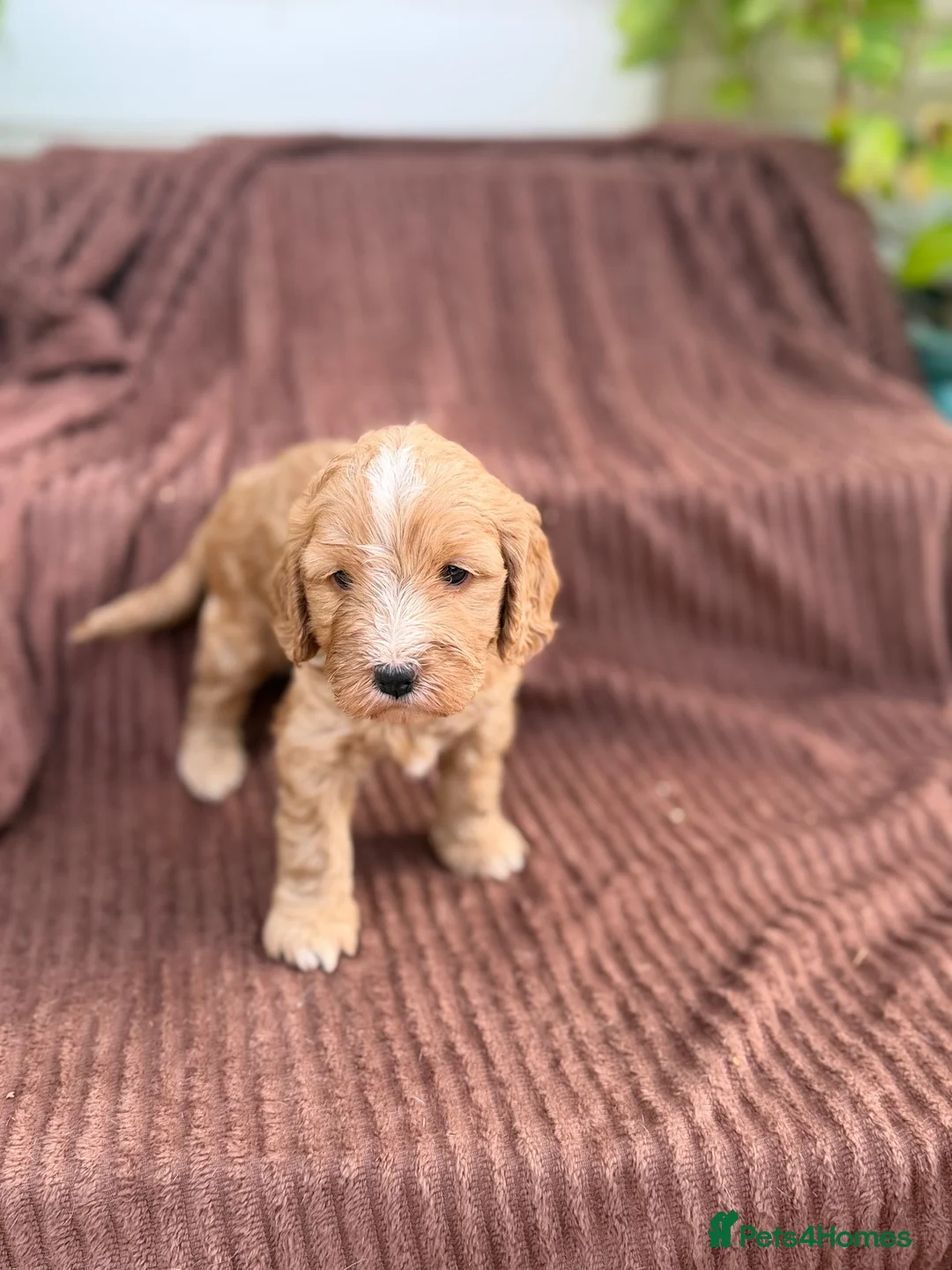 Cockapoo dogs for sale: puppy female cockapoo - Advert 4