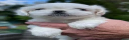 Mixed Breed dogs for sale: Beautiful shichis absolutely stunning  - Advert 9