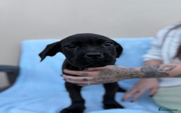 Cane Corso dogs for sale: 5 Gorgeous Black Cane Corsos ready to go🤍 - Image 6