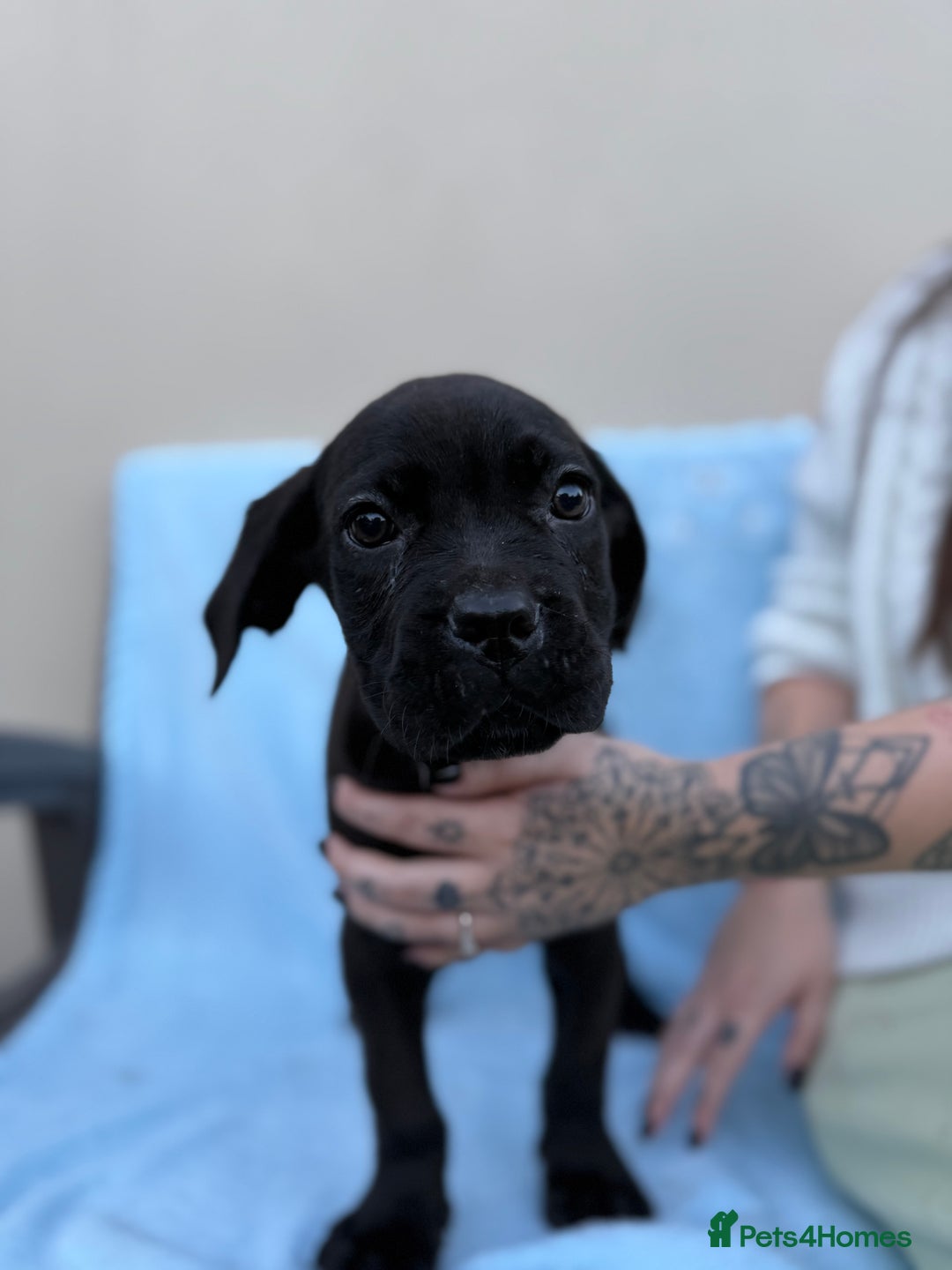 Cane Corso dogs for sale: 5 Gorgeous Black Cane Corsos ready to go🤍 - Image 6