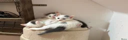 Mixed Breed cats for sale: 1 Beautiful Kitten Looking for her Forever home  in Southampton - Advert 9