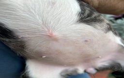 English Bull Terrier dogs for sale: English Bull Terrier Pups(Small Umbilical Hernias) - Image 5