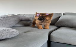 Chow Chow dogs for sale:  2 left chows  price reduced papers to hand   in Enfield - Image 4