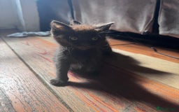 British Longhair cats for sale: 4 beautiful kittens - Image 4