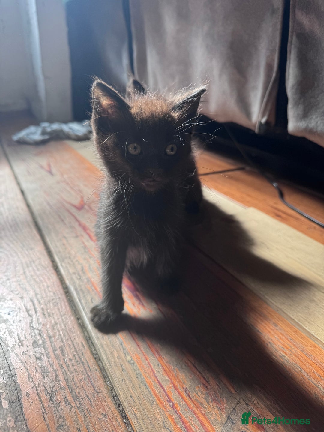 British Longhair cats for sale: 4 beautiful kittens - Image 4