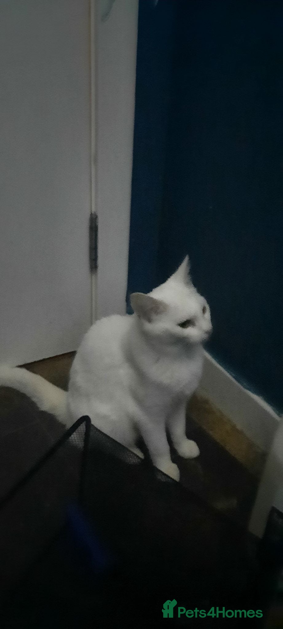 Ragdoll cats Gorgeous ragdoll cross for sale - Advert 2